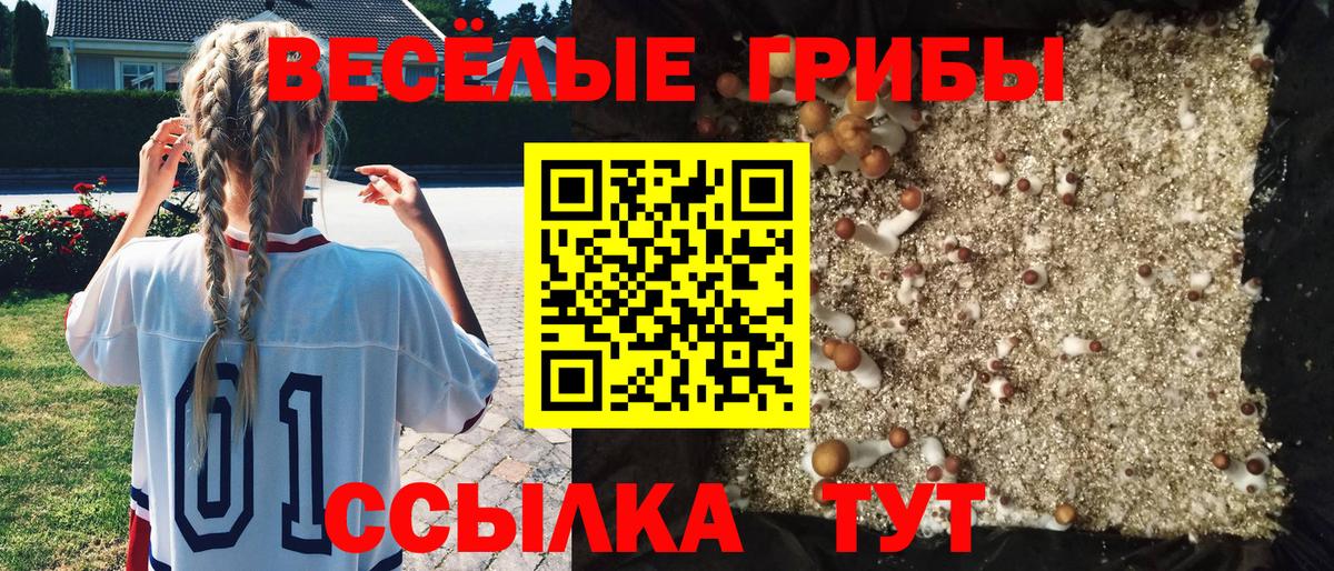 Псилоцибиновые грибы Psilocybe  Вход с VPN  Избербаш 